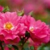 Whartons 'Flower Carpet Pink' Climbing Rose 4Ltr Pot -Outdoor Garden Care Store 5011622216064
