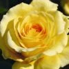 Yellow Climbing Rose 'Sommergold' 4Ltr Pot 2 Yellow Climbing Rose 'Sommergold' 4Ltr Pot -Outdoor Garden Care Store 5011622216088