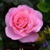 Pink Shrub Rose 'Pearl Of St. Lukes' 4Ltr Pot -Outdoor Garden Care Store 5011622219706