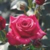 Whartons 'Timeless Charisma' Rose Standard 80cm Stem -Outdoor Garden Care Store 5011622219751