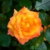Orange Climbing Rose 'Redova Courtyard' 4Ltr Pot -Outdoor Garden Care Store 5011622220214
