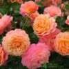 Whartons 'Peach Melba' Peach Climbing Rose 3Ltr Pot -Outdoor Garden Care Store 5011622220238
