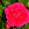 Pink Climbing Rose 'Pasillo Courtyard' 3Ltr Pot -Outdoor Garden Care Store 5011622220641