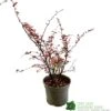 Berberis Thunbergii Atropurpurea 'Harlequin' 3Ltr Pot -Outdoor Garden Care Store 5019756129366