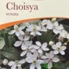 Choisya Ternata Mexican Orange Blossom Plant 3Ltr Pot 1 Choisya Ternata Mexican Orange Blossom Plant 3Ltr Pot -Outdoor Garden Care Store 5019756149944
