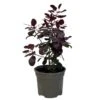 Cotinus 'Royal Purple' Smoke Tree 3 Ltr Pot -Outdoor Garden Care Store 5019756160697