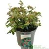 Cotoneaster Franchetii 3Ltr Pot -Outdoor Garden Care Store 5019756161250 4ddea0b2 09ed 444b ad62 aae6ee9a3da9