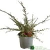 Cotoneaster Horizontalis Plant 3Ltr Pot -Outdoor Garden Care Store 5019756161533