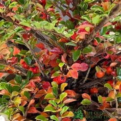 Cotoneaster Horizontalis Plant 3Ltr Pot -Outdoor Garden Care Store 5019756161533 3