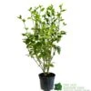 Griselinia Littoralis 3Ltr Pot 1 Griselinia Littoralis 3Ltr Pot -Outdoor Garden Care Store 5019756190328