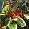 Ilex 'Golden King' Holly Plant 3Ltr Pot 1 Ilex 'Golden King' Holly Plant 3Ltr Pot -Outdoor Garden Care Store 5019756201833