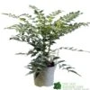Mahonia 'Charity' Plant 3Ltr Pot -Outdoor Garden Care Store 5019756219425