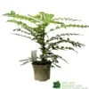 Mahonia 'Winter Sun' Plant 3Ltr Pot -Outdoor Garden Care Store 5019756219593