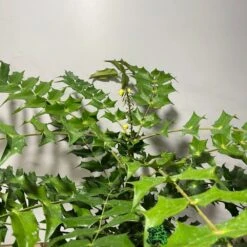 Mahonia 'Winter Sun' Plant 3Ltr Pot -Outdoor Garden Care Store 5019756219593 2