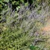 Perovskia 'Blue Spire' Plant 3Ltr Pot -Outdoor Garden Care Store 5019756228588 de1c2ade c9f8 4f6f a151 d15c8aa44673