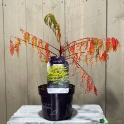 Rhus Typhina 'Tiger Eyes' 3Ltr Pot (NL) -Outdoor Garden Care Store 5019756405453 2