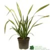 Phormium 'Yellow Wave' Flax 3Ltr Pot 1 Phormium 'Yellow Wave' Flax 3Ltr Pot -Outdoor Garden Care Store 5019756541298
