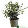 Osmanthus Burkwoodii Plant 3Ltr Pot -Outdoor Garden Care Store 5019756617351 2