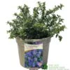 Ceanothus 'Blue Mound' Californian Lilac 3Ltr Pot -Outdoor Garden Care Store 5019756678222 a8b772e1 2401 4a7b 840f 47ad9ae8e739