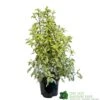 Pittosporum 'Golden King' 3Ltr -Outdoor Garden Care Store 5019756752007