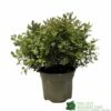Pittosporum 'Tom Thumb' Plant 3Ltr Pot 2 Pittosporum 'Tom Thumb' Plant 3Ltr Pot -Outdoor Garden Care Store 5019756822137 35b559fe 72e0 46ed 94c0 6360db5d86ae