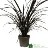 Phormium 'Platts Black' Flax 3Ltr Pot -Outdoor Garden Care Store 5019756893489