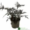 Sambucus Nigra 'Black Lace' Plant 3Ltr 1 Sambucus Nigra 'Black Lace' Plant 3Ltr -Outdoor Garden Care Store 5019756992175