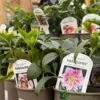 Harvington Hellebores Assorted Hellebore Variety 2Ltr Pot -Outdoor Garden Care Store 5019801000329 61f10f9b b93f 4aa0 acf3 1abf39072982