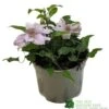 Clematis 'Filigree' Climbing Plant 2Ltr Pot -Outdoor Garden Care Store 5019801001760