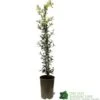 Ceanothus 'Lemon And Lime' Plant 3Ltr Pot -Outdoor Garden Care Store 5019801003108