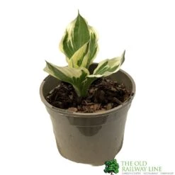 Outdoor Garden Care Store 26 Hosta 'Patriot' Plant 2Ltr Pot