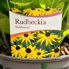 Rudbeckia 'Goldstrum' 2Ltr Pot -Outdoor Garden Care Store 5019801008639