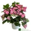 Hydrangea 'Cotton Candy' 5Ltr Pot -Outdoor Garden Care Store 5019801008738