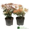 Pieris Assorted Variety 2Ltr Pot -Outdoor Garden Care Store 5019801010823 0f7d9657 0e89 4bfa b028 5b88f871dc4c