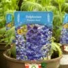 Delphinium Paramo 'Azul' 2Ltr Pot 2 Delphinium Paramo 'Azul' 2Ltr Pot -Outdoor Garden Care Store 5019801015446 4639ca22 45e9 4f34 822b 627bc9604947
