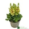 Verbascum 'Dark Eyes' 2Ltr Pot -Outdoor Garden Care Store 5019801016276 e86b8272 4345 4528 b36b 86e6bf8f97dd