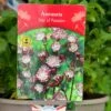 Astrantia 'Star Of Passion' 2Ltr Pot -Outdoor Garden Care Store 5019801017648