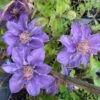 Clematis 'Bijou' Trailing/Climbing Plant 2 Ltr Pot 1 Clematis 'Bijou' Trailing/Climbing Plant 2 Ltr Pot -Outdoor Garden Care Store 5019801028361