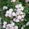 Pink Miniature Climbing Rose 'Little Rambler' 3Ltr Pot -Outdoor Garden Care Store 5019801772035