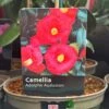 Camellia 'Adolphe Audusson' 3Ltr Pot -Outdoor Garden Care Store 5019945010024