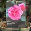Camellia 'Debbie' 3Ltr Pot -Outdoor Garden Care Store 5019945010222
