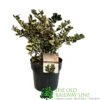 Ilex 'Casanova' 3Ltr Pot (NL) -Outdoor Garden Care Store 5019945014183