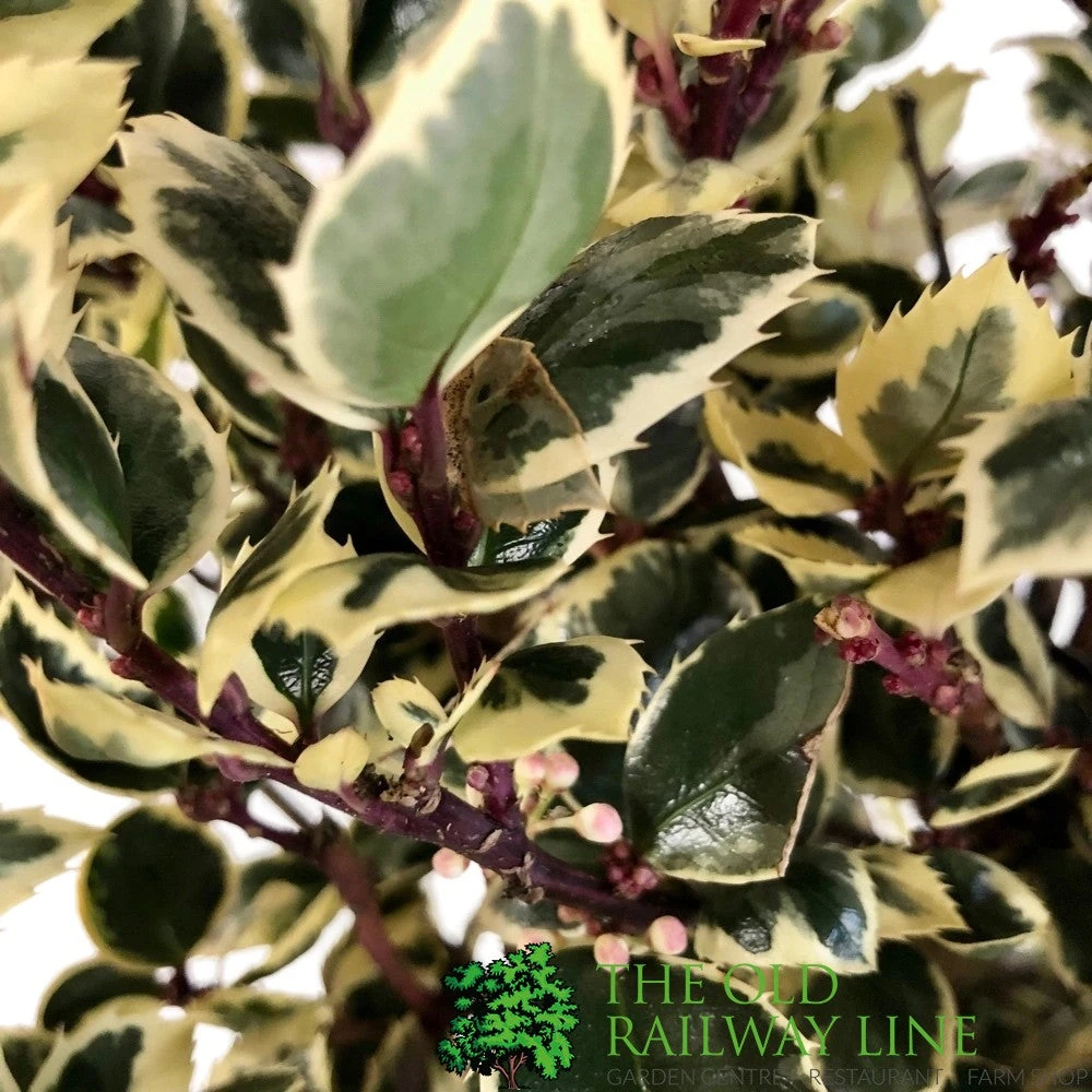 Ilex 'Casanova' 3Ltr Pot (NL) 4 Ilex 'Casanova' 3Ltr Pot (NL) - Image 2