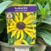 Rudbeckia 'Little Gold Star' 3Ltr Pot -Outdoor Garden Care Store 5019945067127 4bec35a9 3be6 4fdf 97a0 4664149f34d1