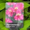 Alstroemeria 'Summer Saint' 3Ltr Pot -Outdoor Garden Care Store 5019945211988
