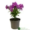 Phlox 'Famous Purple' 3Ltr Pot -Outdoor Garden Care Store 5019945219878