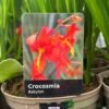 Crocosmia 'Babylon' 2Ltr Pot -Outdoor Garden Care Store 5019945222212 dc955142 08c0 4fec ba30 c1ba74787d10
