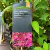 Hydrangea Paniculata 'Pinky Promise' 5Ltr Pot 1 Hydrangea Paniculata 'Pinky Promise' 5Ltr Pot -Outdoor Garden Care Store 5019945243798