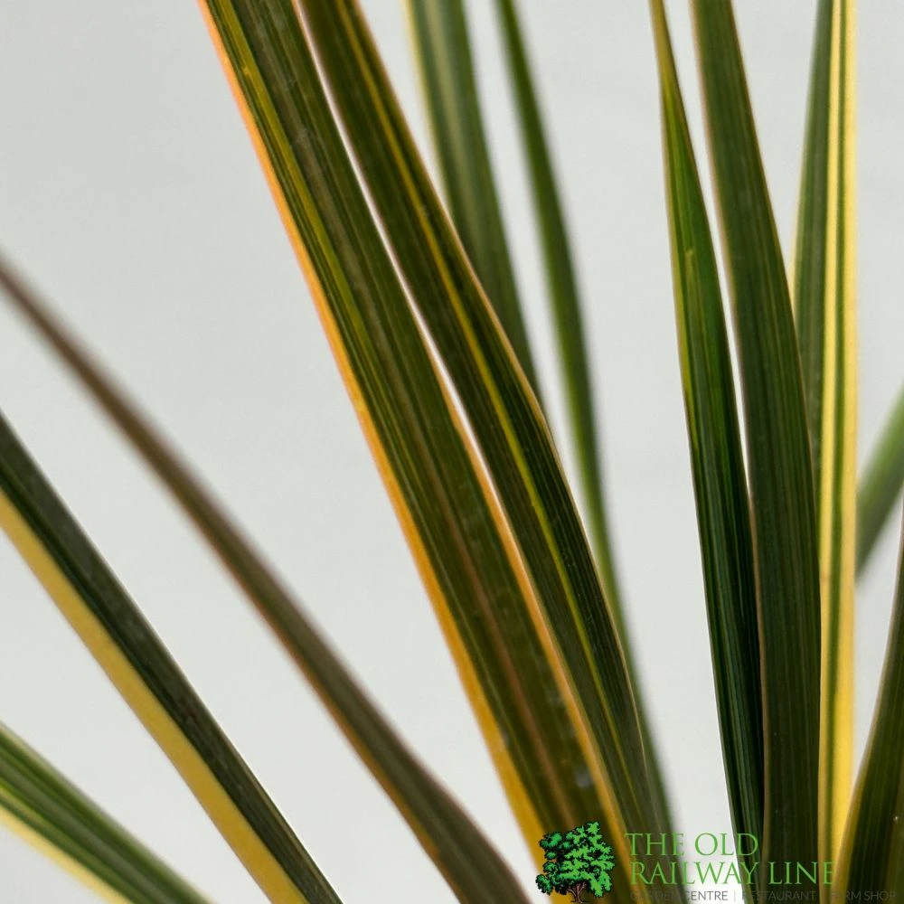 Cordyline Australis 'Sparkler' 2Ltr Pot 4 Cordyline Australis 'Sparkler' 2Ltr Pot - Image 2