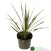 Cordyline Australis 'Sparkler' 2Ltr Pot -Outdoor Garden Care Store 5019945923324 947be49e 01a1 4c13 87e0 a29cf8292b1c